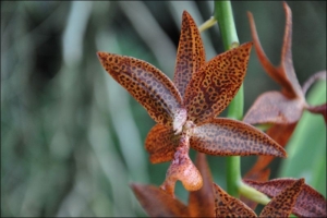 Bieszczady 2013, klasa 2c i 2d - zdjęcie33